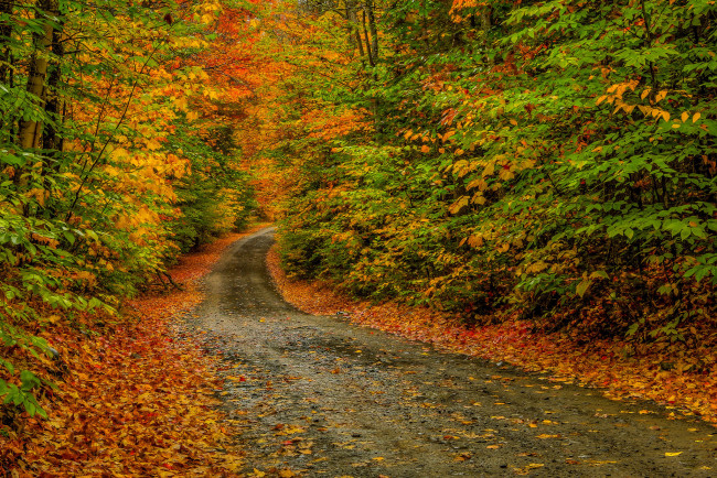 Обои картинки фото природа, дороги, шоссе, лес, осень