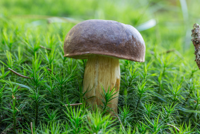 Обои картинки фото природа, грибы, белый