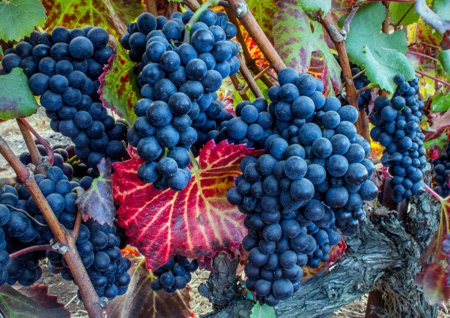 Обои картинки фото природа, Ягоды,  виноград, лоза