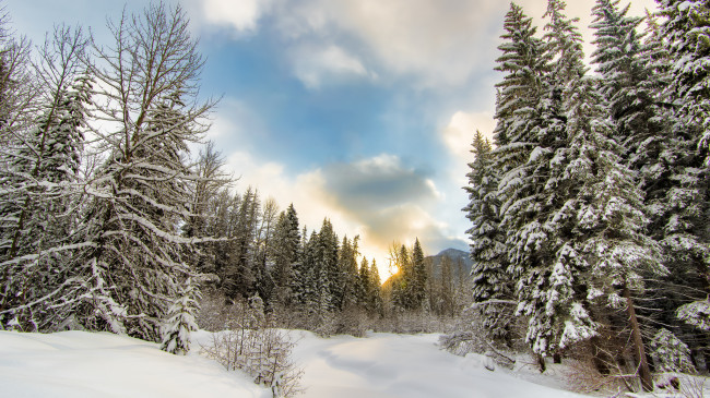 Обои картинки фото природа, зима, снег