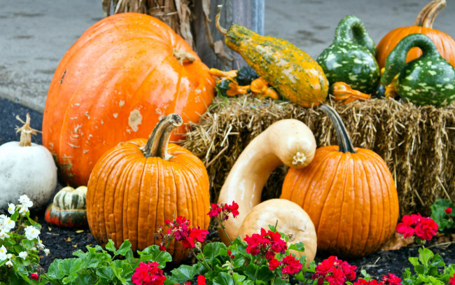 Обои картинки фото еда, тыква, осень, урожай, оригинальные