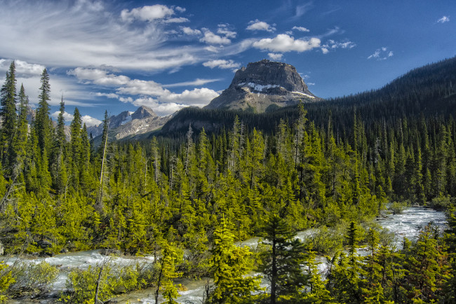 Обои картинки фото природа, реки, озера, река, лес