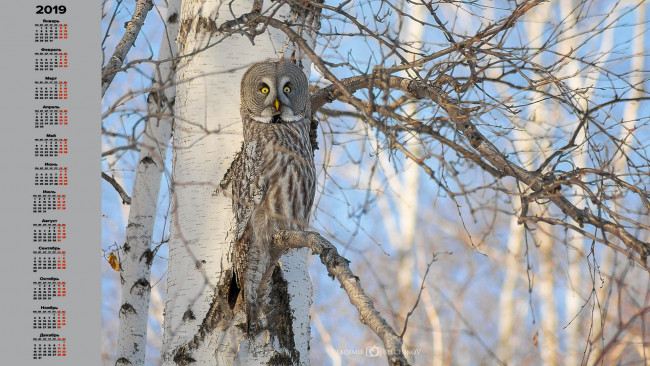 Обои картинки фото календари, животные, взгляд, филин, дерево, сова