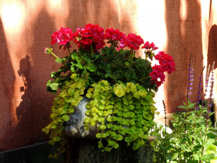 Картинка цветы герань композиция