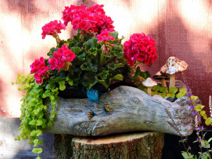 Картинка цветы герань композиция