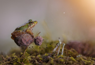 Картинка животные лягушки лягушка