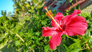 Картинка цветы гибискусы алый макро