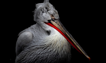 обоя животные, пеликаны, пеликан