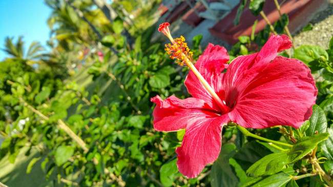 Обои картинки фото цветы, гибискусы, алый, макро