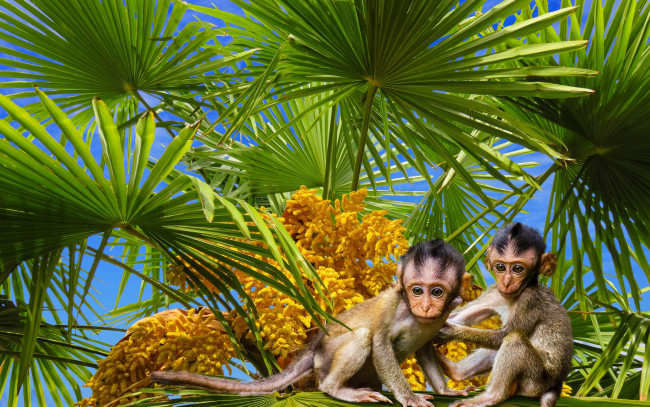 Обои картинки фото животные, обезьяны