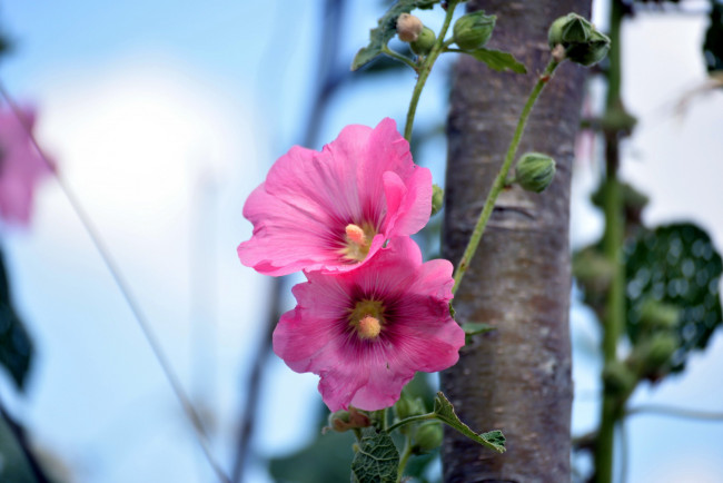 Обои картинки фото цветы, мальвы, розовый