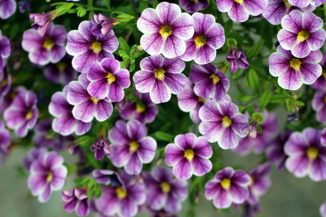 Обои картинки фото цветы, петунии,  калибрахоа, калибрахоа