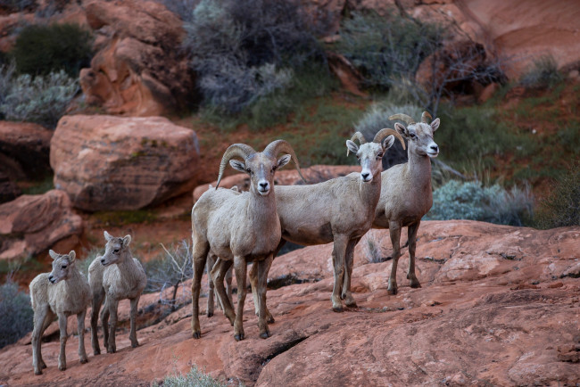 Обои картинки фото животные, овцы,  бараны, бараны