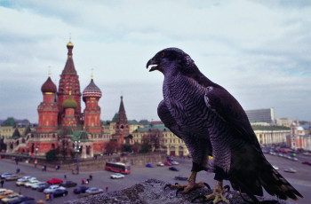 Картинка животные птицы+-+хищники ястреб москва