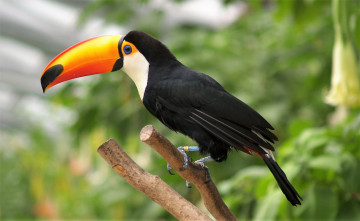 Картинка животные туканы тукан сук