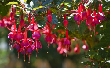 Картинка цветы фуксия розовые бутоны