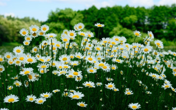Картинка цветы ромашки белые