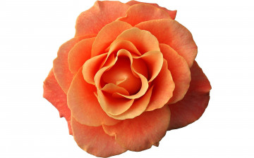 Картинка цветы розы роза