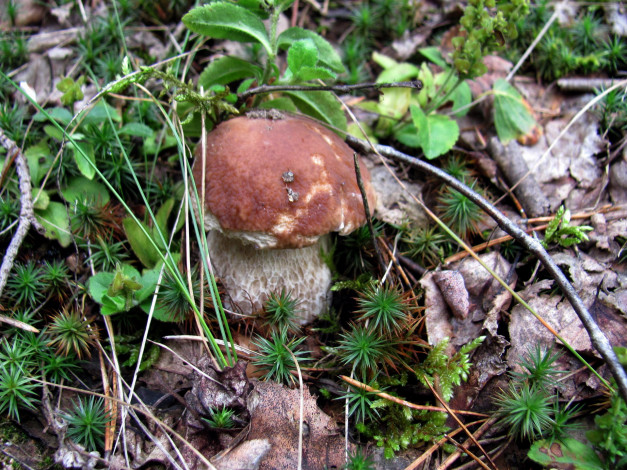 Обои картинки фото природа, грибы, боровик