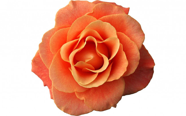 Обои картинки фото цветы, розы, роза