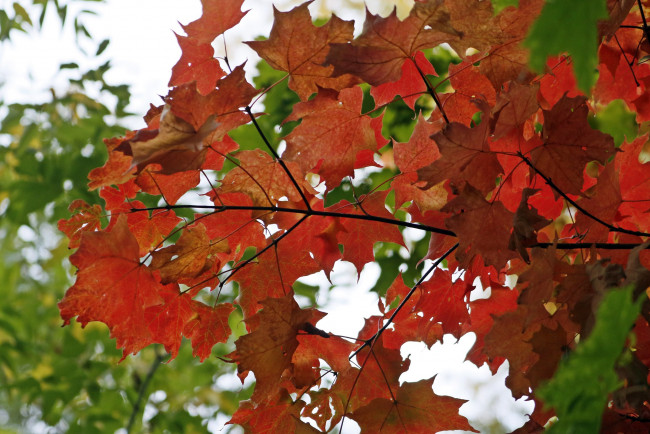 Обои картинки фото природа, листья, осень