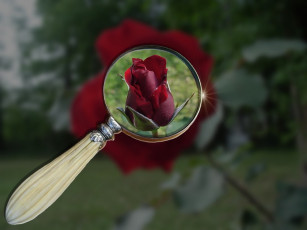 Картинка цветы розы