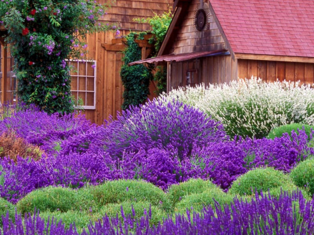 Обои картинки фото 