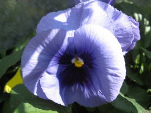 Картинка цветы анютины глазки садовые фиалки