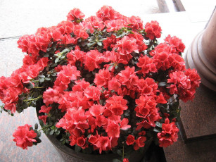 Картинка цветы рододендроны азалии