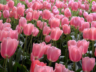 Картинка цветы тюльпаны