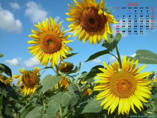 обоя календари, цветы