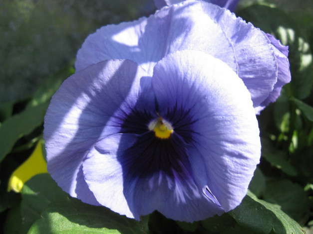 Обои картинки фото цветы, анютины, глазки, садовые, фиалки