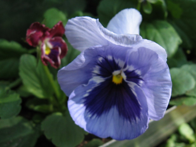 Обои картинки фото цветы, анютины, глазки, садовые, фиалки