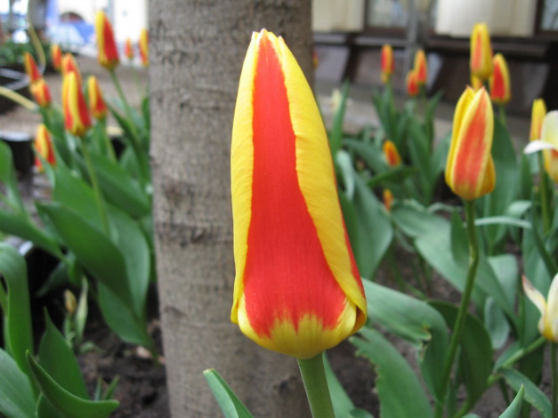 Обои картинки фото цветы, тюльпаны