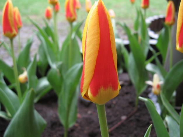 Обои картинки фото цветы, тюльпаны