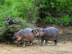 Картинка животные бегемоты