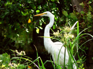 Картинка животные цапли