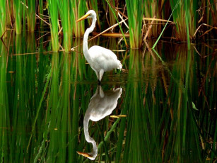 Картинка животные цапли