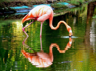 Картинка животные фламинго