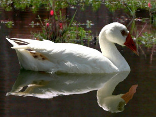 Картинка животные гуси