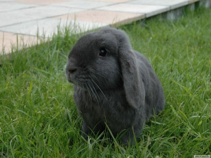 Картинка животные кролики зайцы