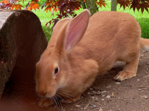 Картинка животные кролики зайцы
