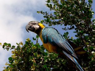 Картинка животные попугаи