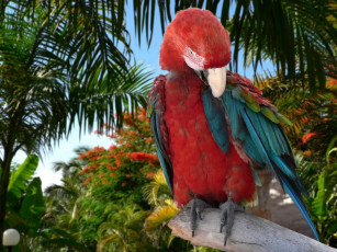 Картинка животные попугаи