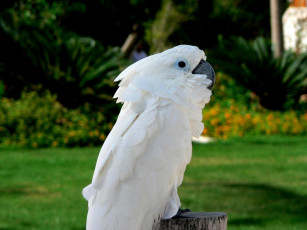 Картинка животные попугаи