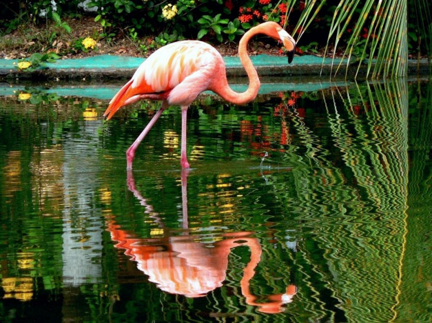 Обои картинки фото животные, фламинго