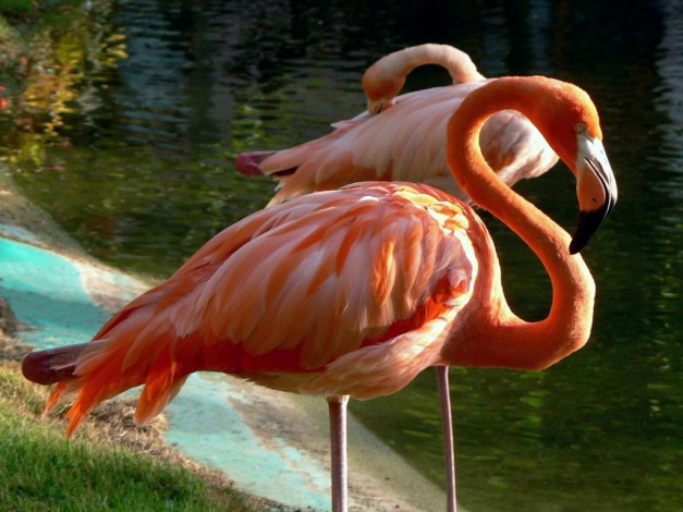 Обои картинки фото животные, фламинго