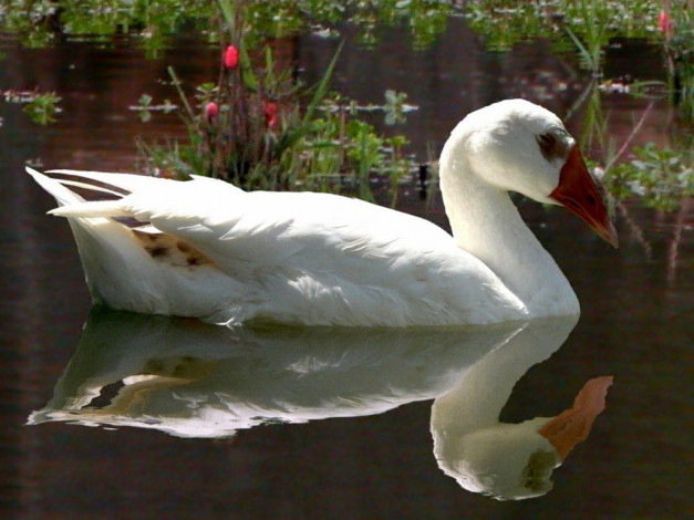 Обои картинки фото животные, гуси