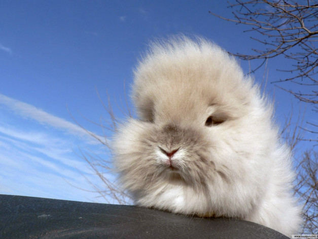 Обои картинки фото животные, кролики, зайцы