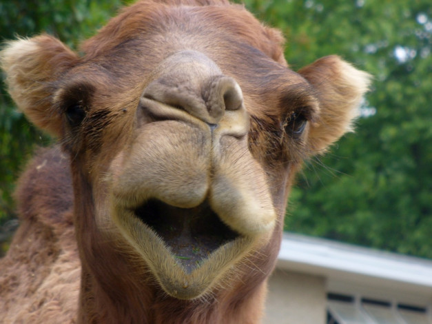 Обои картинки фото животные, верблюды
